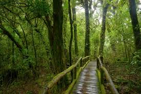 Popoarele amazoniene au salvat pădurea tropicală, lăsând-o nealterată timp de 5.000 de ani
