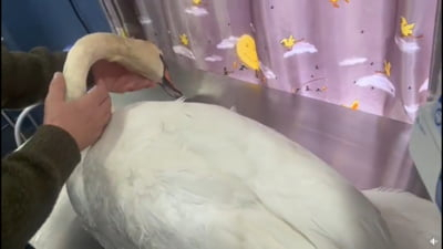 Lebădă grav rănită din cauza unor braconieri, la Botoșani