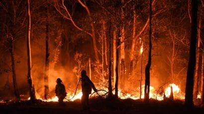 Țara care se confruntă cu un „Cernobîl climatic”. Aproape jumătate de miliard de animale au fost ucise deja