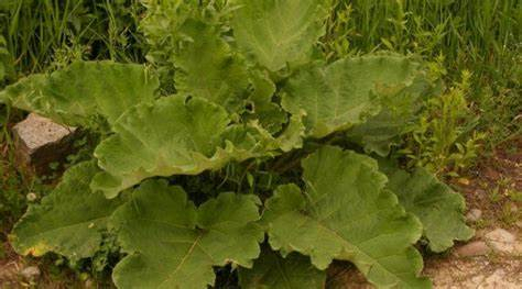  Brusturele, ajutor în curele de detoxifiere și afecțiunile hepatice