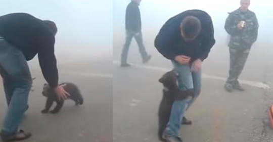 Un pui de urs se agaţă de un om, parcă rugându-l : ,,Nu mă lăsa aici, voi muri! Ia-mă cu tine!”