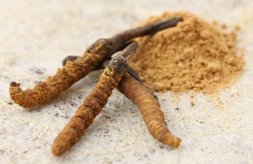 Top 7 curiozități despre ciuperca tibetană Cordyceps Sinensis