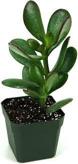 Top 5 plante care îți cresc oxigenul din casă