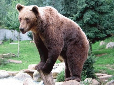 Comisia Europeană a cerut Franței repopularea cu urs în Pirinei