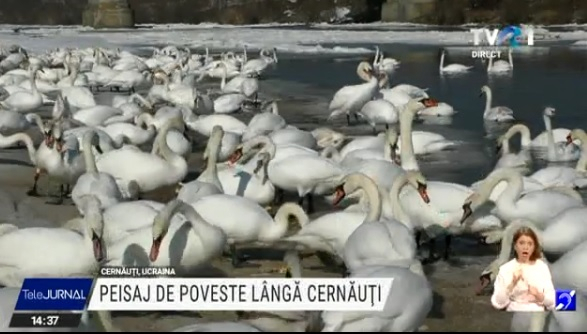 Lebedele de pe râul Prut, o adevărată atracție turistică