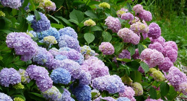  Atenție la florile de apartament. Unele sunt foarte otrăvitoare