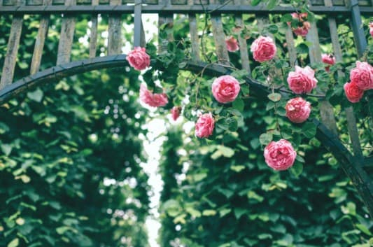 Știai că și florile au nevoie de îngrășăminte? Iată cum le poți ajuta să fie mai frumoase și sănătoase! 