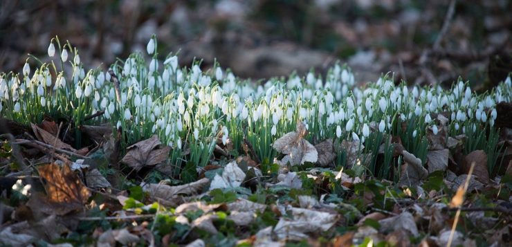 GALERIE FOTO - Cele mai frumoase soiuri de ghiocei