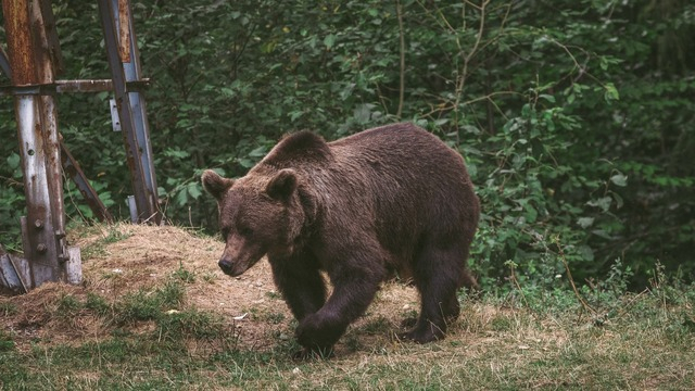 Urs împușcat în județul Neamț
