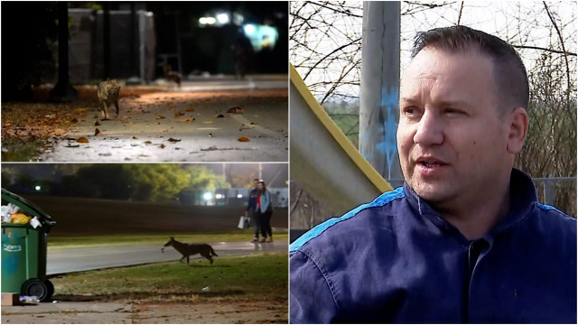  Cartier terorizat de o haită de şacali. Oamenii se tem să mai iasă noaptea din case