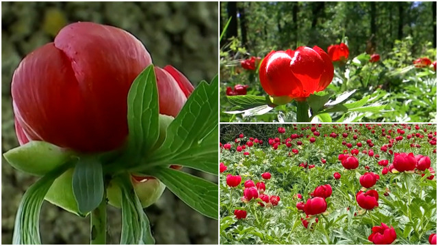 Locul din România unde bujorii sălbatici colorează natura în roșu aprins. Cine îi culege riscă o amendă de 10.000 de lei