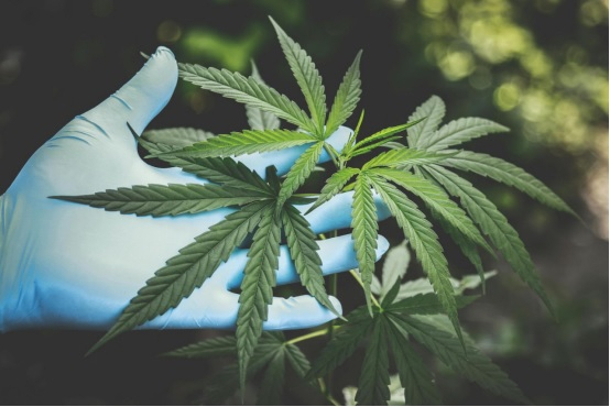 Îmbunătățirea somnului: Uleiul CBD ca soluție naturală pentru insomnie