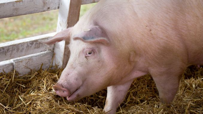 Alertă la Botoșani! Un porc a murit de pestă