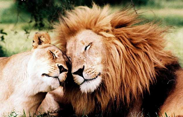 O leoaică dintr-un parc zoologic din India, infectată cu Covid-19, a murit
