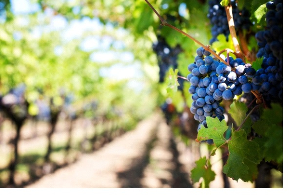 Vrei să ai parte de propriul vin? Află cum să creezi unul de calitate