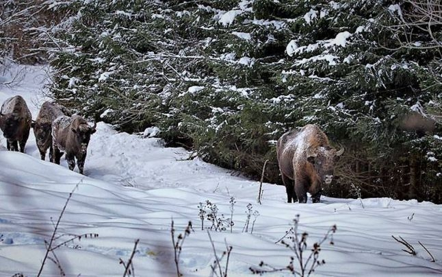 Ţinutul Zimbrului, o atracţie europeană