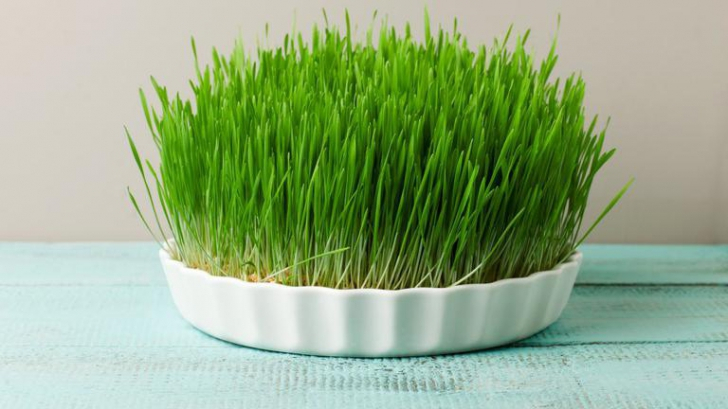 De ce să mâncăm grâu verde încolțit