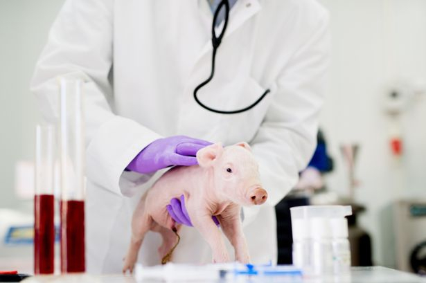 Cercetătorii din SUA au readus la viață celulele unor porci morți