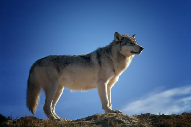  Animalele ocrotite dintr-un parc important al Franței, amenințate cu dispariția