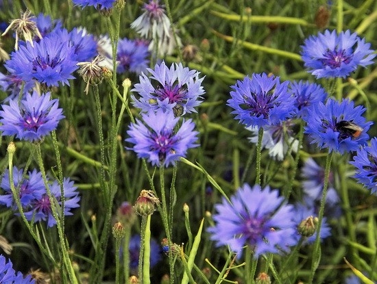 ALBASTRELELE - Plante medicinale