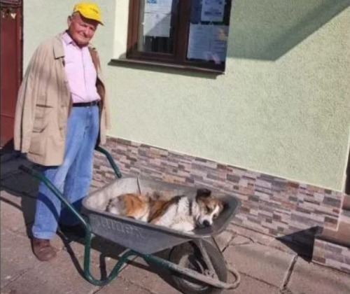 Dragostea pentru animalul său l-a făcut să uite de vârstă. Un bătrân de 80 de ani și-a dus cățelul 8 km cu roaba până la veterinar