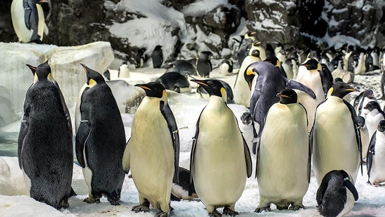 Un pui de pinguin a eclozat la SeaWorld San Diego. Fenomenul este rarisim!