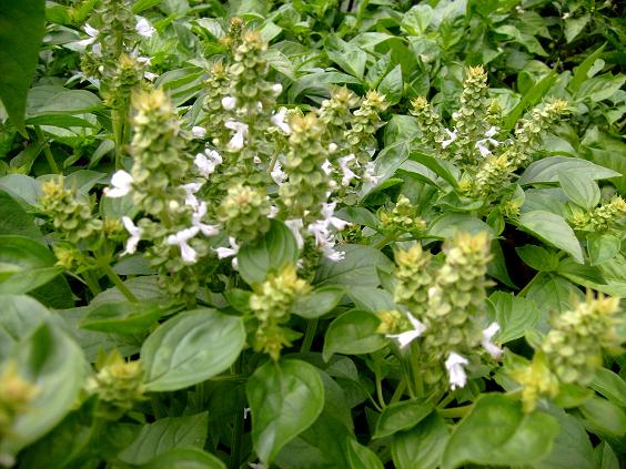 Busuiocul, planta sfântă. O călătorie aromatică spre inima tradiției și spiritualității