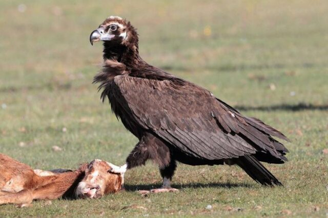Vulturul negru, pasarea disparuta in Romania de peste jumatate de secol,a reparut in Dobrogea la finele anului trecut