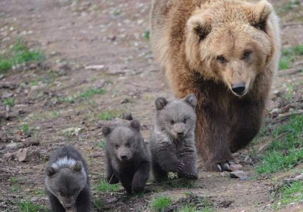 O ursoaică cu pui a intrat în mai multe gospodării din staţiunea prahoveană Azuga