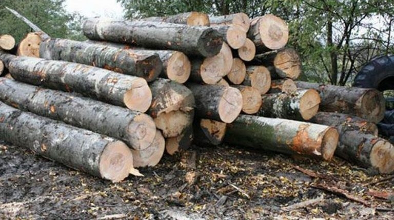 Control la firma fiului unui consilier din Garda Forestieră