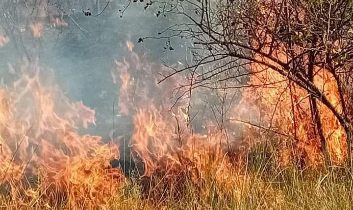 Incendiu în Grădina Botanică din Iași! Pompierii au intervenit pentru a salva zona protejată