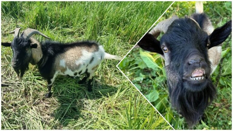 Turmă de capre, lăsată nesupravegheată pe un drum european din județul Neamț, lovită de un autoturism. Nouă animale au murit
