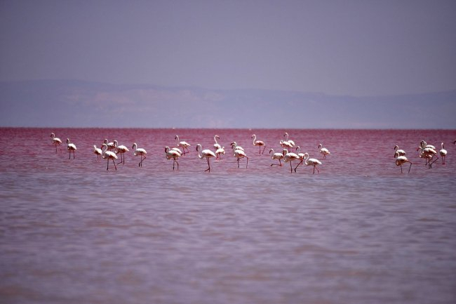 Aproape 1.500 de pui de flamingo au fost găsiţi morţi într-un lac din centrul Turciei 