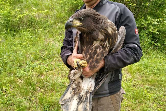 Braconajul cu păsări albe a ajuns la cote alarmante. Codalbul este cel mai vânat