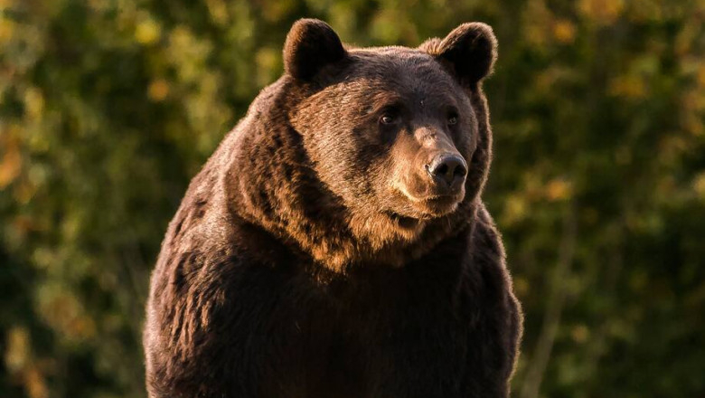 Uciderea ursului Arthur schimbă legea. Străinii nu vor mai vâna în România