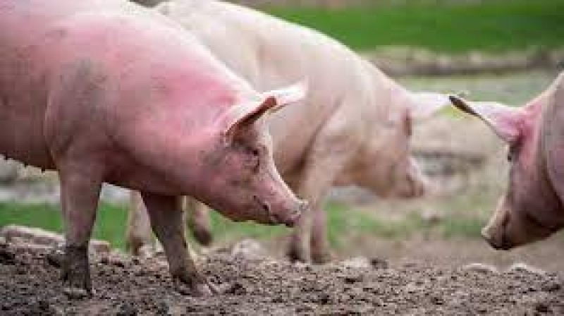 Alertă de pestă porcină la Botoșani