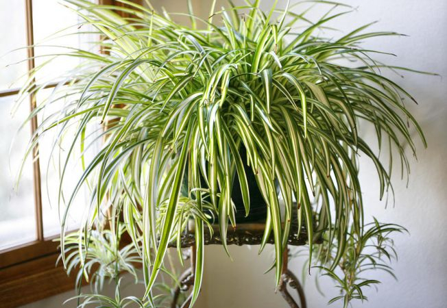  Trei plante de apartament care alungă depresia