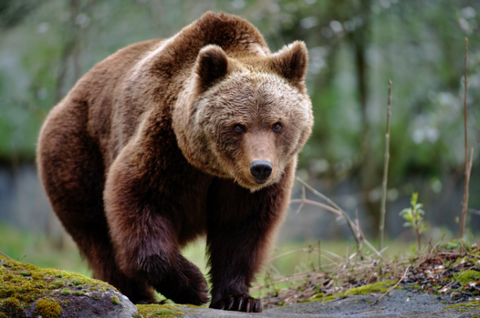 Urșii au dat iama în Harghita. Opt animale au fost alungate de către jandarmi