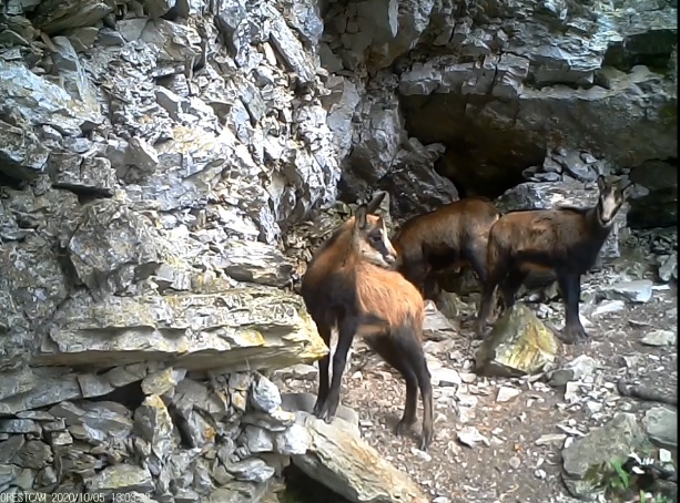 VIDEO - imagini rare cu un grup de capre negre în Parcul Național Retezat 