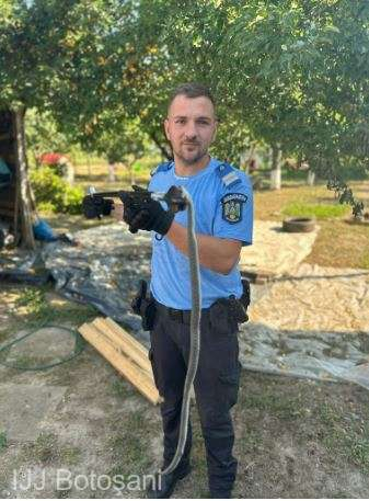 Un șarpe de un metru a fost prin în curtea unei case din Botoșani