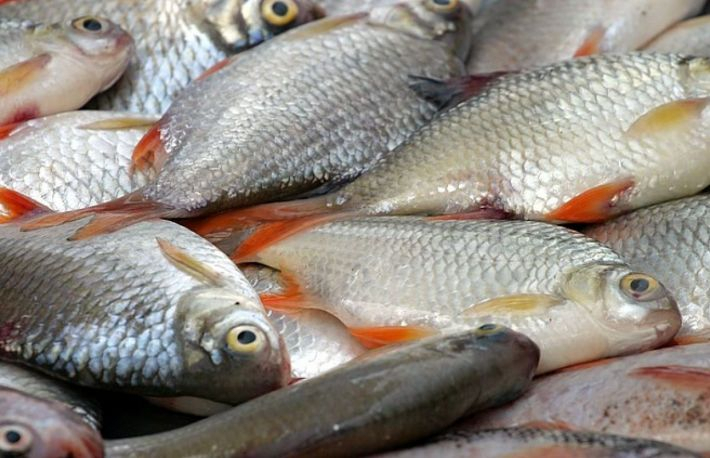 Percheziții la braconierii din Bacău. Ei au confiscat 15 kilograme de pește