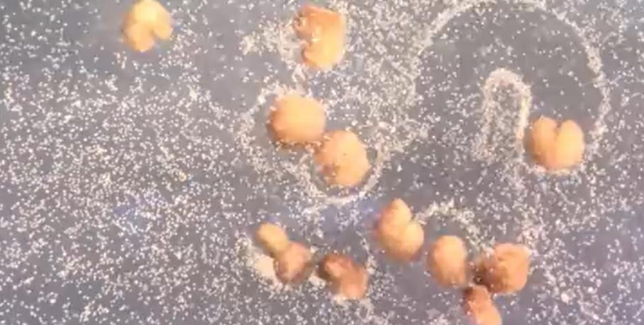 Oamenii de știință spun că primii roboți vii din lume se pot reproduce