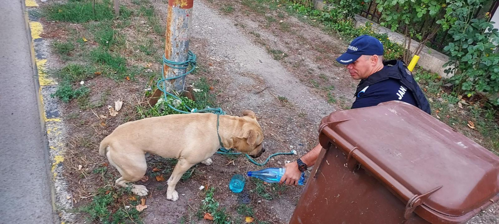  Alertă la Bacău din cauza unui Amstaff lăsat slobod