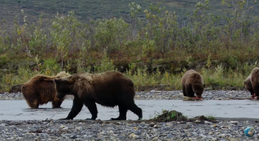 VIDEO - Cum arată cel mai nordic parc din America. La Porțile Arcticii