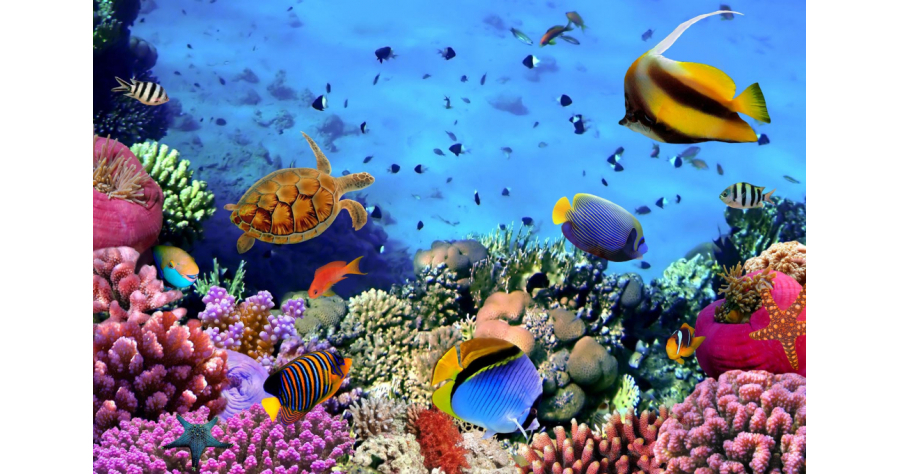 Coralii din Oceanul Ondian sunt în pericol din cauza unei pandemii care ucide aricii de mare