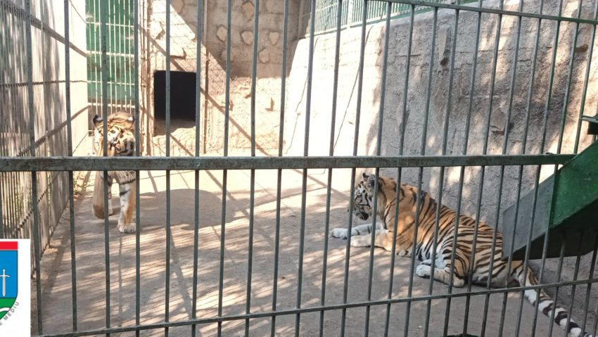 Grădină zoologică improvizată în Suceava a fost închisă. Ligrul din Zăhărești, între atracție și ilegalitate