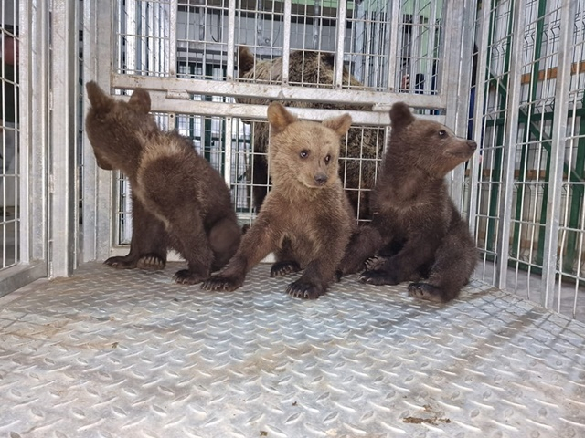  O ursoaică răniță și puii ei au fost salvați
