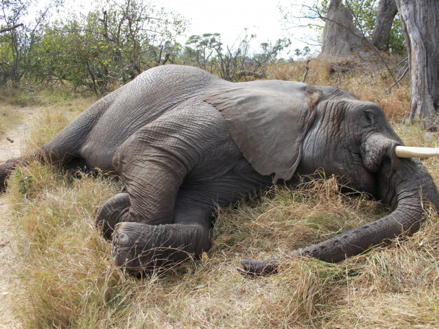 18 elefanți au fost găsiți morți în jungla indiană