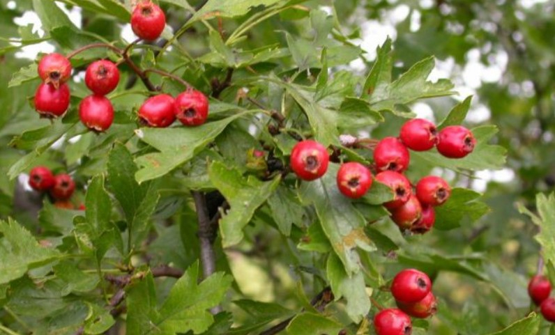 Planta ce vindecă inima, cu multe beneficii pentru organism: previne bolile hepatice şi reduce colesterolul ridicat  