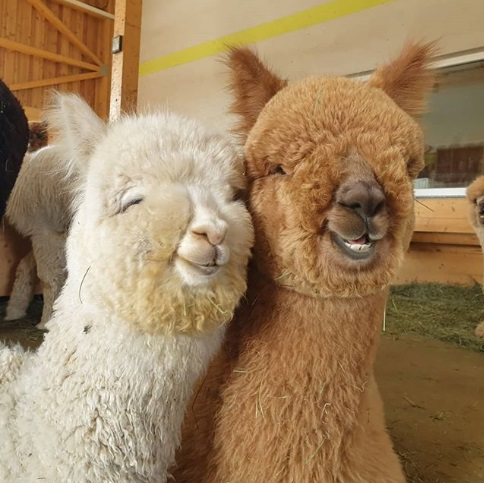 Alpaca, un animal de companie mai deosebit